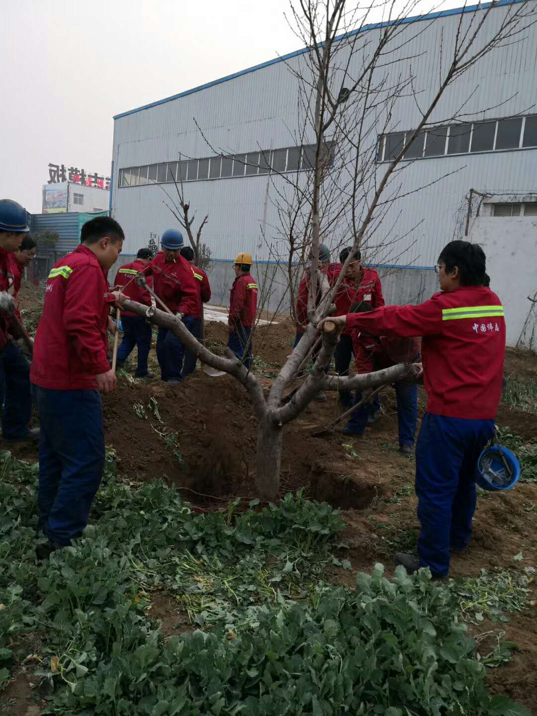 春季鞏義偉志模板種樹(shù)忙